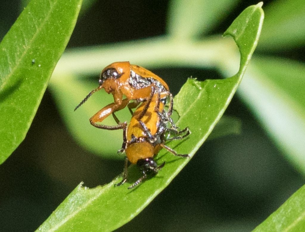 Crisomelide su lentisco: Macrolenes dentipes